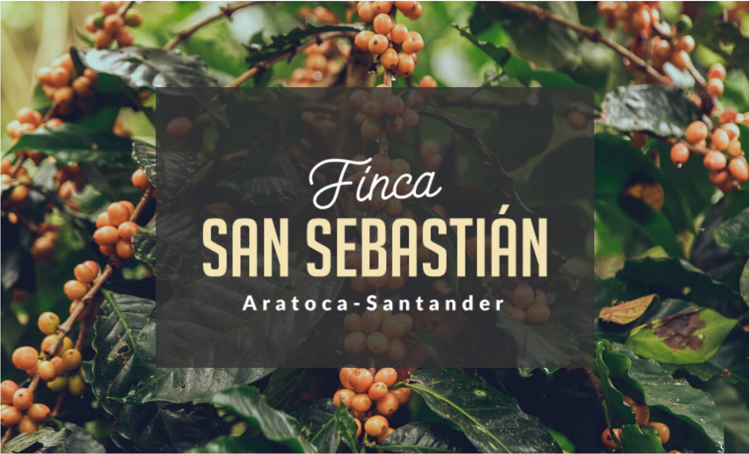cafe san sebastian