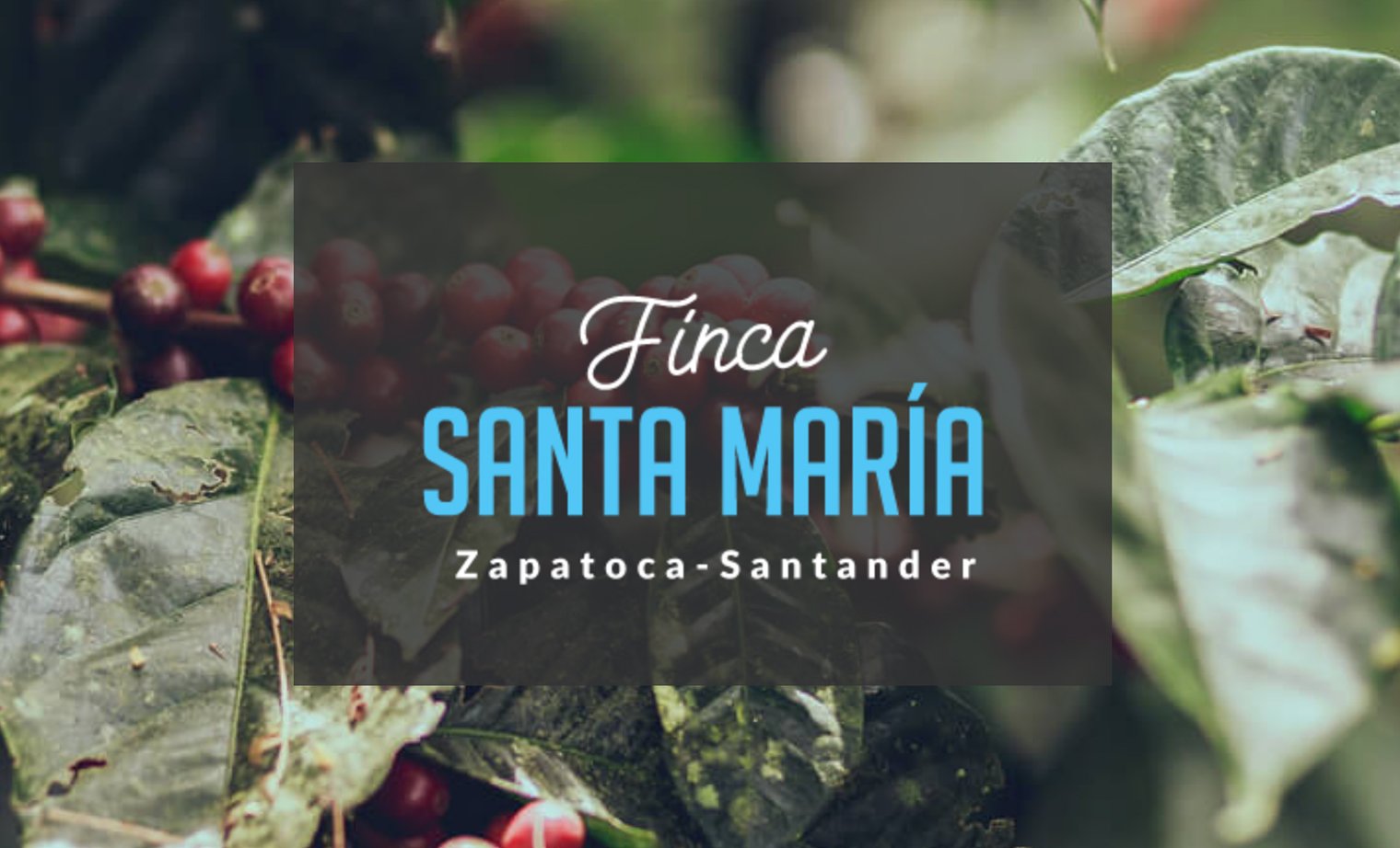 cafe santa maria