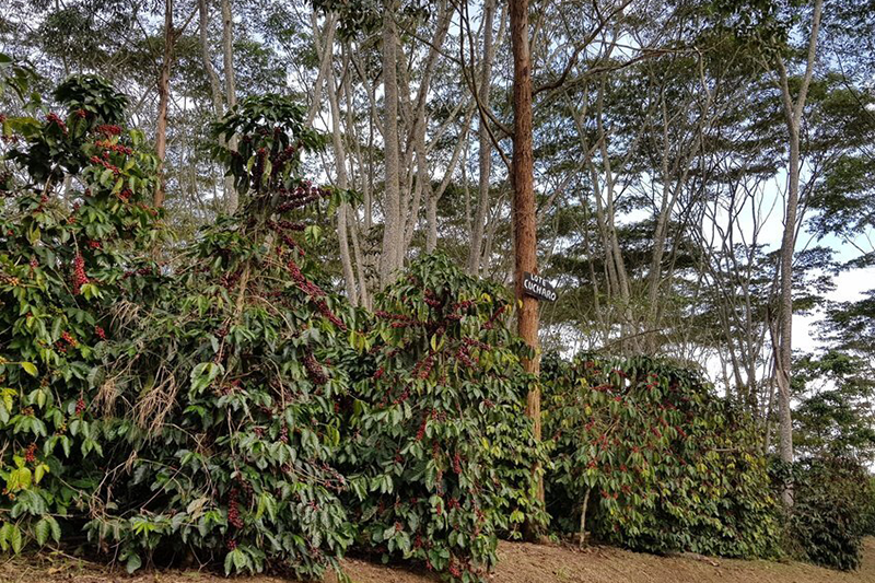 finca san sebastian