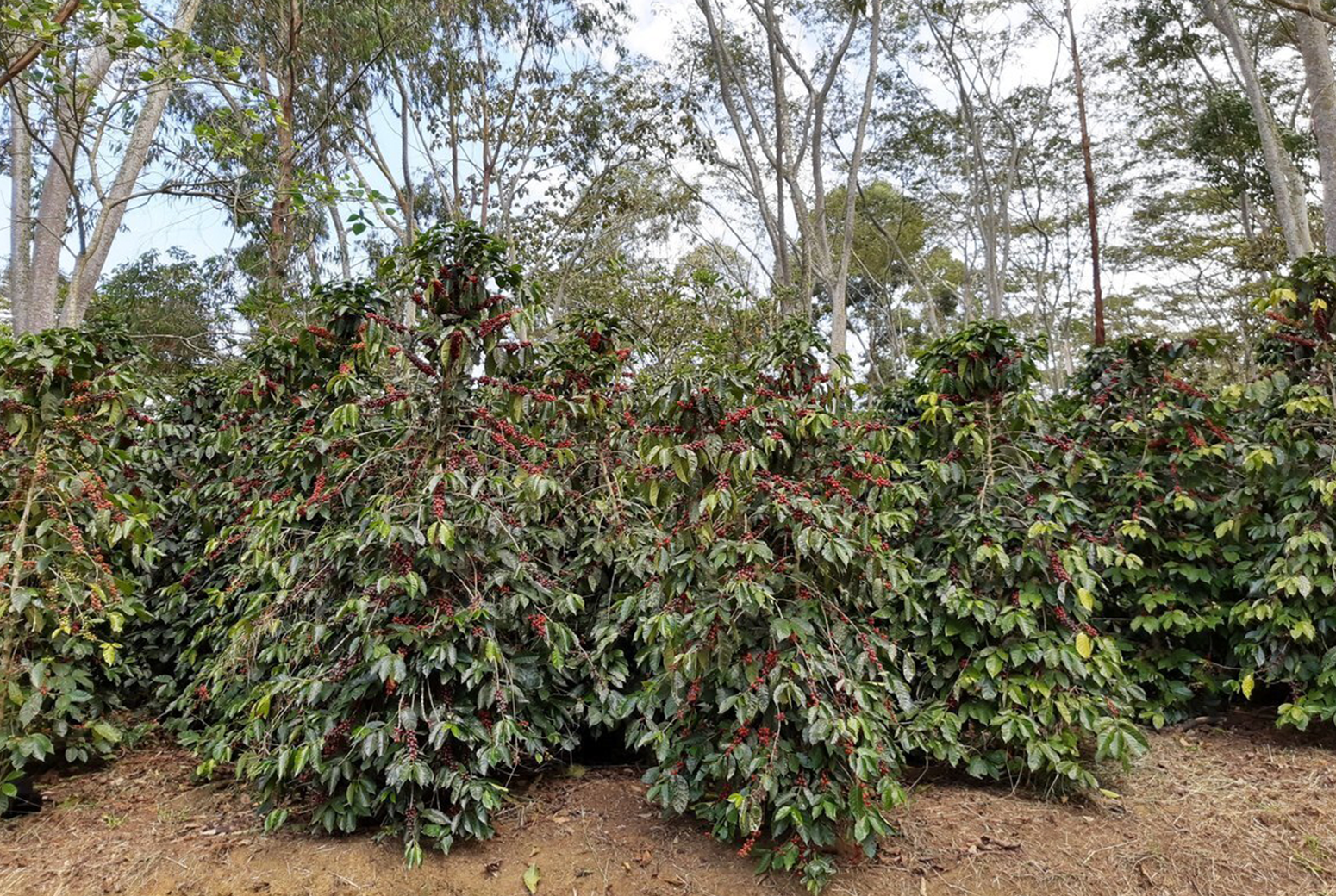 forestal gal 4