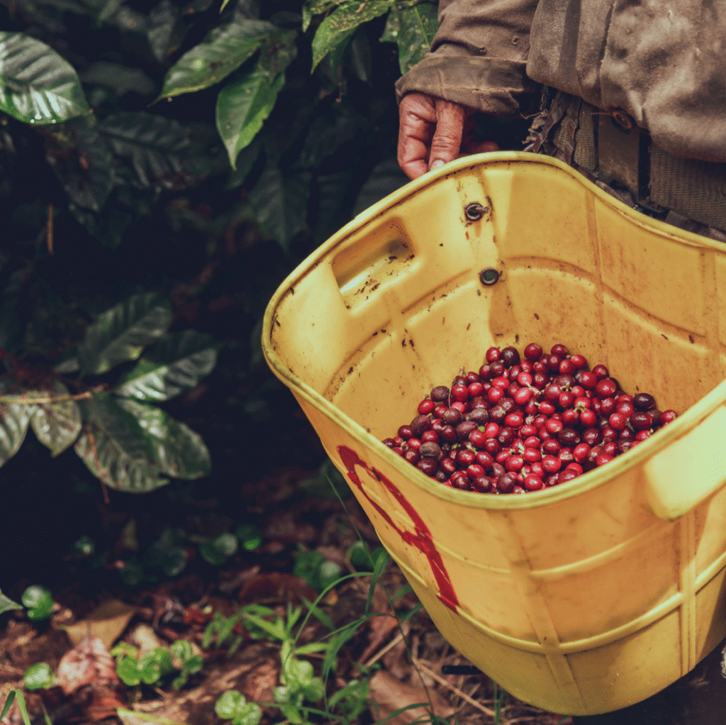 finca santa maria gal 2
