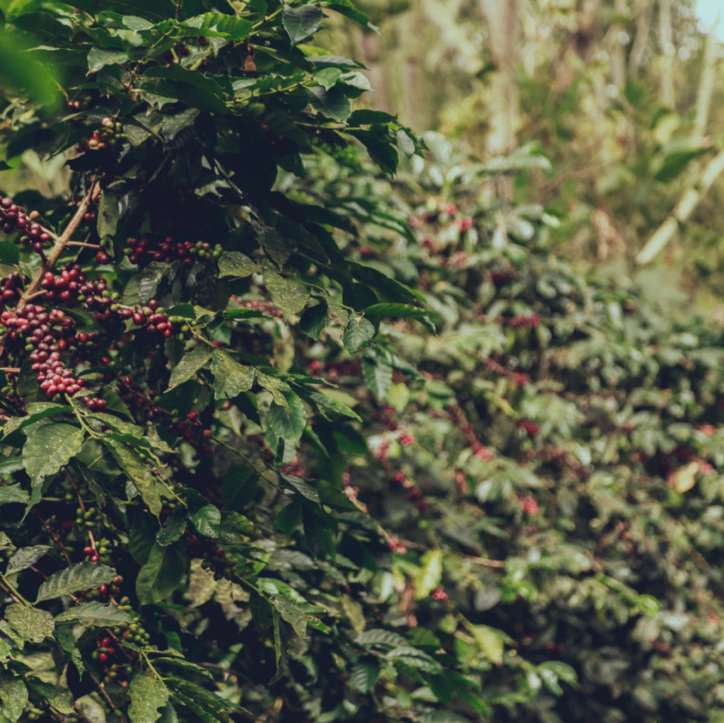 finca santa maria gal 4